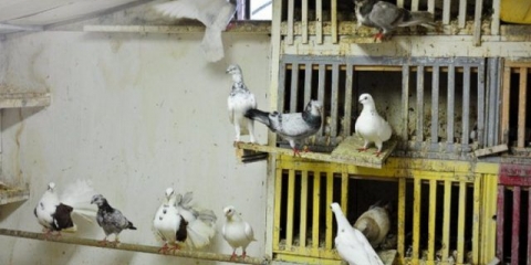 Kako izgraditi golubarnik i golubova gnijezda